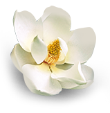 多乐士森呼吸天然植本系列 多乐士森呼吸天然植本系列